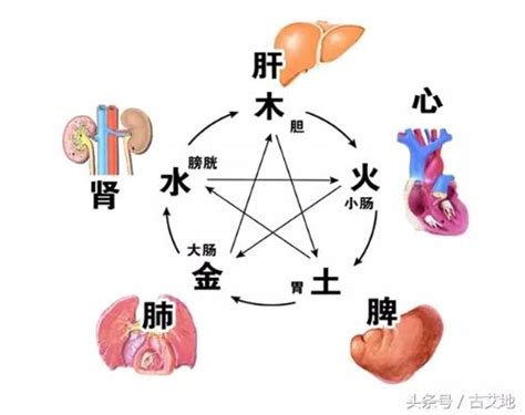 金木水火土 器官|保健知識｜中醫五行學說，對應人體器官